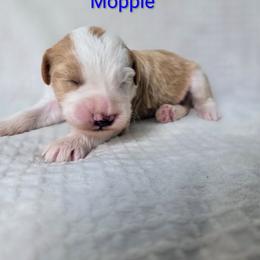 Mopple - Brown and white male Sheepadoodle puppy in Cornelia, Georgia from Yates Family Farm