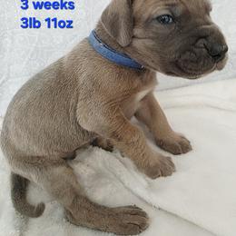 Will - Blue brindle male Great Dane puppy in Bay City, Michigan from Monarch Danes