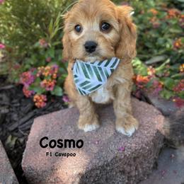 Bernedoodle, Cavapoo, Goldendoodle, and Poodle Puppies from Gypsi Doodles & Poodles