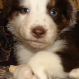Australian Shepherds from Glissoning Holler Farm