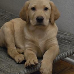 Blue - Yellow male Labrador Retriever puppy in Rapid City, South Dakota from LuLu Ridge Pups
