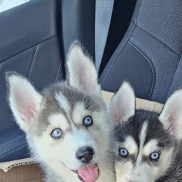 Pomsky Puppies from Peoria Pomskies