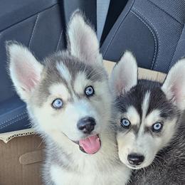 Pomsky Puppies from Peoria Pomskies