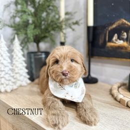 Chestnut - Caramel red male Australian Labradoodle puppy in Palmdale, California from Doodles_Ko