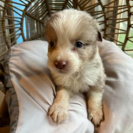 Zeus - Red merle male Australian Shepherd puppy in Grants Pass, Oregon from Carmel Mountain Aussies