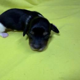 DRM3 black cream or tan - Black and cream male Dachshund puppy in Carthage, Texas from Rafter C Ranch Doxies