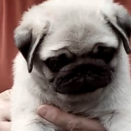 Pug Puppies from Pickwick Pugs