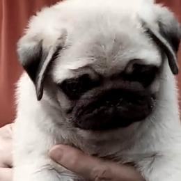 Pug Puppies from Pickwick Pugs