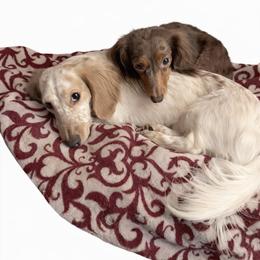 Dachshund puppies from CA__Dachshunds