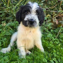 Oddie - Black and white male Saint Berdoodle puppy in Castle Rock, Washington from PNW Saint Berdoodles