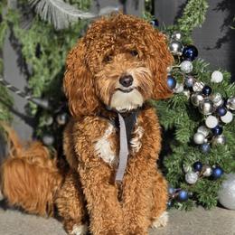 Hutch - Goldendoodle