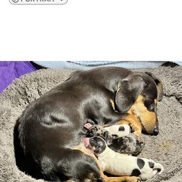 Samantha - Dachshund