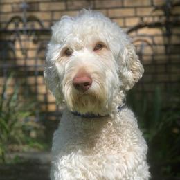 Bennett - Australian Labradoodle