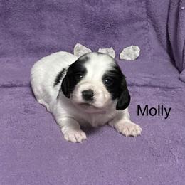Dachshund Puppies from Lady Maye Dachshund's