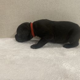 Red - Black female Cane Corso puppy in Hallettsville, Texas from Gladiator Acres