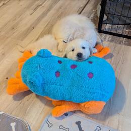 Red - Light golden male Golden Retriever puppy in Rice Lake, Wisconsin from Knotty Acres