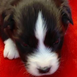 Arlo - Black tri male Miniature American Shepherd puppy in San Benito, Texas from Vaquera's Miniature American Shepherds