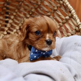 Ruby Boy - Ruby Cavalier King Charles Spaniel puppy in Carlsbad, California from Carlsbad Cavaliers