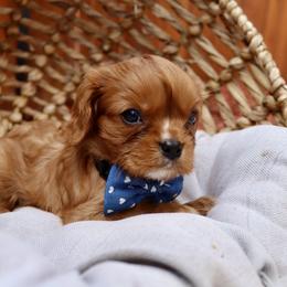 Ruby Boy - Ruby Cavalier King Charles Spaniel puppy in Carlsbad, California from Carlsbad Cavaliers