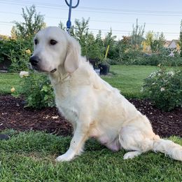 Snow - Golden Retriever