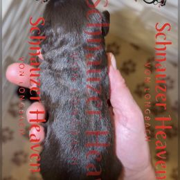 Ovalina AKC - Liver female Miniature Schnauzer puppy in Pelzer, South Carolina from Schnauzer Heaven Von Longbach