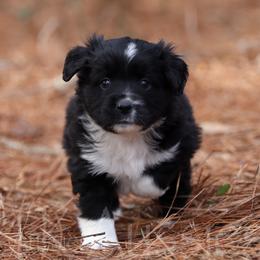Winslow - Black Bi - Black male Miniature Australian Shepherd puppy in Nacogdoches, Texas from TK Standard, Mini, & Toy Aussies