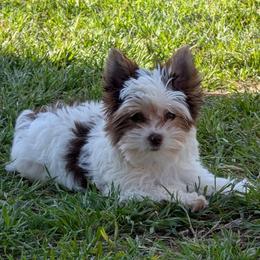 Lil Henna - Parti female Yorkshire Terrier puppy in Gatesville, Texas from KontryKritterz Yorkies