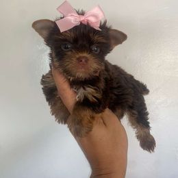 Girl 4 - Chocolate, tan and white female Yorkshire Terrier puppy in Kissimmee, Florida from M&R Yorkies