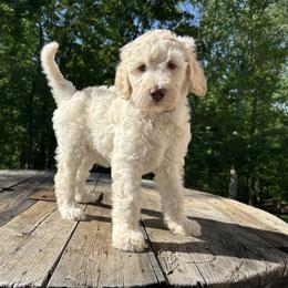 Goldendoodle Puppies from Winchester Doodles