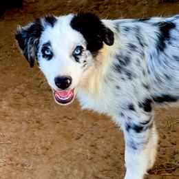 Josie - Blue merle female Australian Shepherd puppy in Mineral Wells, Texas from A6 Australian Shepards
