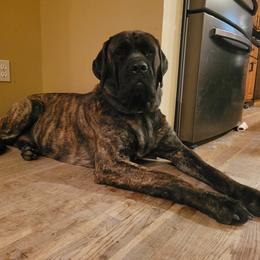 Mastiff All Grown Up from Eagle Mastiffs