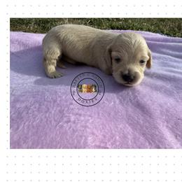 F2 cream red - Cream female Dachshund puppy in Carthage, Texas from Rafter C Ranch Doxies