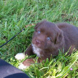 Australian Shepherd Puppies from Sassy Australian Shepherds