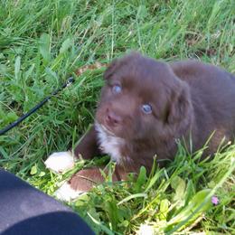 Australian Shepherd Puppies from Sassy Australian Shepherds