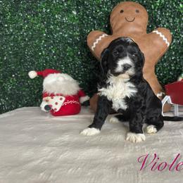 Violet girl - Phantom female Bernedoodle puppy in Modesto, California from Two Doods Doodles