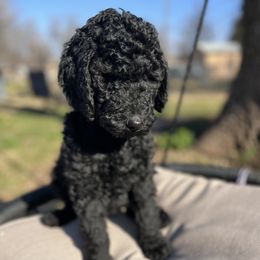 Goldendoodle Puppies from Daisy Mae Doodles