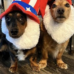 Dachshunds from Ranchin Doxies