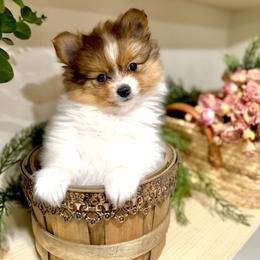 Fauna - Chocolate parti female Pomeranian puppy in Asheville, North Carolina from ThePomPack