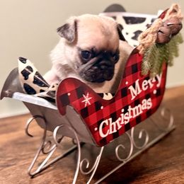 Blitzen Buck - Fawn male Pug puppy in Smiths Station, Alabama from Magnolia Pugs