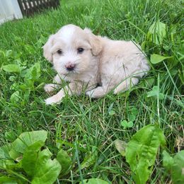 Sugar - White male Havanese puppy in Salesville, Ohio from RiverLynn