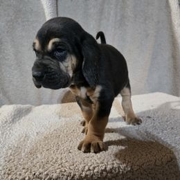 Burgundy Collar - Black and tan male Bloodhound puppy in Gillette, Wyoming from Whispering Winds Homestead 307