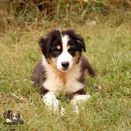 BTM 2 - Black tri-color male Australian Shepherd puppy in Rutledge, Tennessee from Kicking K Australian Shepherds