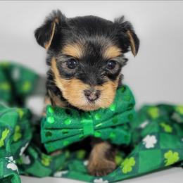 Orange collar boy - Black and tan male Yorkshire Terrier puppy in Jacksonville, Florida from Yorkieology