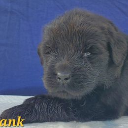Hank (Orange) - Black male Newfoundland puppy in Winfield, Pennsylvania from Najuananlo Newfoundlands