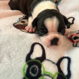 Luna - Black and white female Boston Terrier puppy in Whittemore, Michigan from Woof Pack