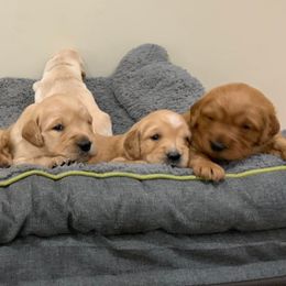 Golden Retriever Puppies from Cooper Oaks Goldens