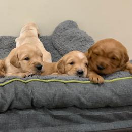 Golden Retriever Puppies from Cooper Oaks Goldens