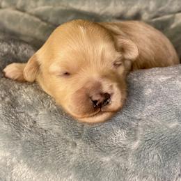 Girl 2 - Apricot female Assorted Doodle Crosses puppy in Tropic, Utah from Lady Paws-Kara