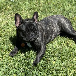 Dior - French Bulldog