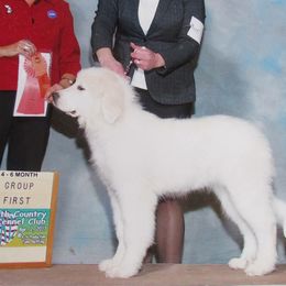 Great Pyrenees Puppies from Empyre Great Pyrenees